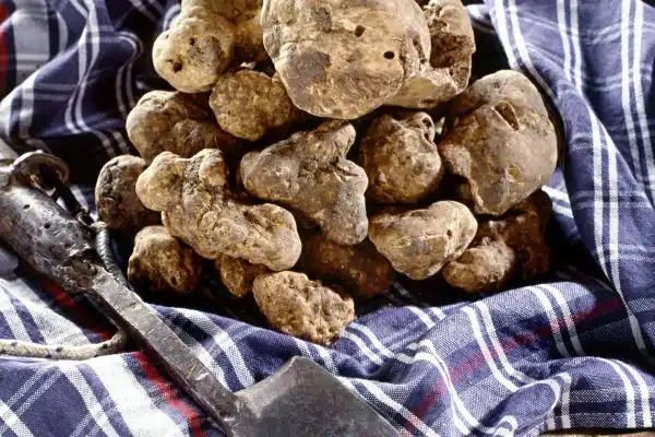 Comment bien cuire la truffe blanche ?